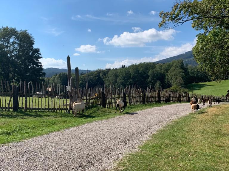 Muchomurka Svoboda nad Úpou Farmapark Herni_krajina_pecka_atrakce_pro_deti